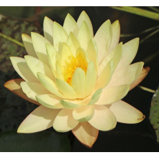 Нимфея Marliacea Chromatella желтая (пророщенная)