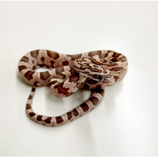 Маисовый полоз Coral Ghost