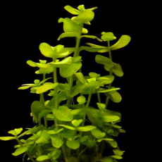 Бакопа шерстистая (в горшке)