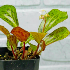 Бегония Бланка (Begonia Blancii Mottled Form)