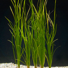 Валлиснерия азиатская прямая (с грузом) (Vallisneria asiatica)