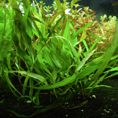 Гигрофила ангустифолия (в горшке) (Hygrophila corymbosa angustifolia)