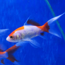 Золотая рыбка Комета красно-белая (S) (Carassius auratus)