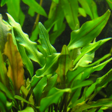 Криптокорина лютея (в горшке)