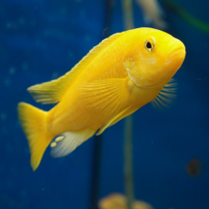 Лабидохромис еллоу (L) (Labidochromis caeruleus var. Yellow)