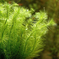 Маяка речная (в горшке) (Mayaca fluviatilis)