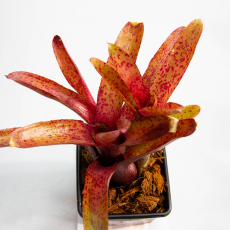 Неорегелия (Neoregelia Red Measles)