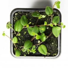 Пеперомия Доминикана (Peperomia Dominicana)