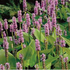 Понтедерия сердцелистная, розовая (Pontederia cordata 'Pink Pons')
