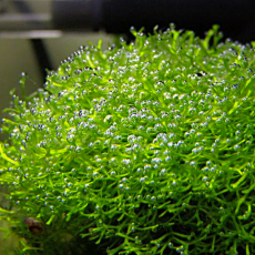 Риччия (на пластине) (Riccia fluitans)