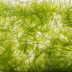 Роголистник подводный (в горшке)