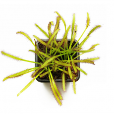 Росянка капская (Drosera Capensis)