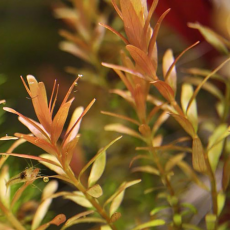 Ротала индийская (с грузом)