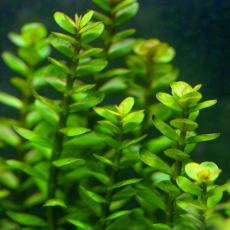 Ротала круглолистная зеленая (с грузом)