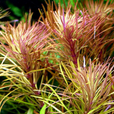 Эустералис стеллата (с грузом) (Eusteralis stellata)