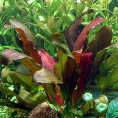 Эхинодорус Барта (в горшке) (Echinodorus barthii)