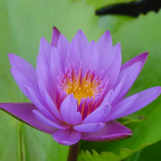 Нимфея Panama Pacific, светло-пурпурная (Nymphaea Panama Pacific), тропическая
