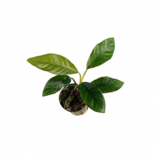 Анубиас Бартера Кофефолия (в горшке) (Anubias barteri var. coffeefolia)
