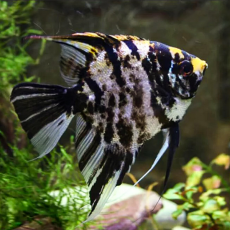 Скалярия мраморная (S) (Pterophyllum scalare)