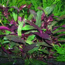 Хемиграфис Колората, с грузом