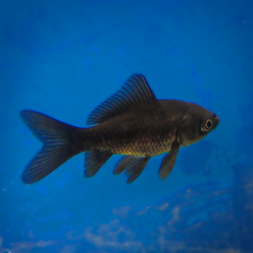 Золотая рыбка Комета черная (L) (Carassius auratus)
