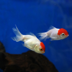 Золотая рыбка Оранда красная шапочка (M) (Carassius gibelio forma auratus)