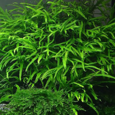 Папоротник тайландский Тридент (с грузом) (Microsorum pteropus sp.)