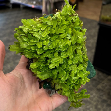 Коноцефалум конический (Conocephalum conicum)