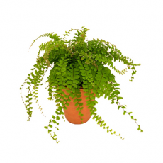 Адиантум хвостатый (Adiantum caudatum)