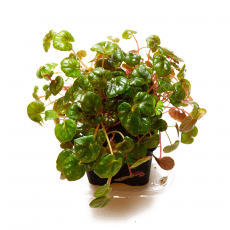 Бегония (Begonia Peridot)