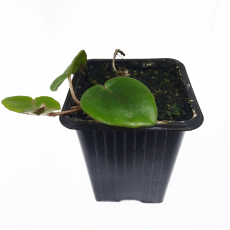 Бегония шлютера (Begonia Elaeagnifolia Schulzei)