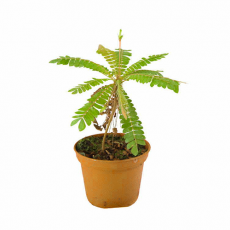 Биофитум чувствительный (Biophytum sensitivum), XL