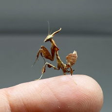 Богомол Призрак