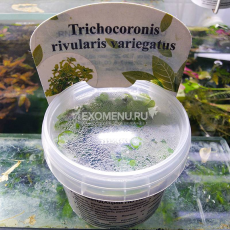 Дубок мексиканский вариегатный (меристема)