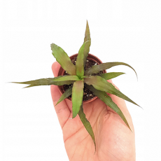 Криптантус бесстебельный (Cryptanthus acaulis), L