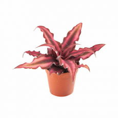 Криптантус двуполосый (Cryptanthus bivittatus "red star"), XL