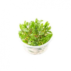 Криптокорина Вендта Зеленый Геккон (Cryptocoryne wendtii var. Green gecko) (меристема) Тайланд