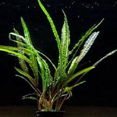 Криптокорина обратноспиральная (в горшке)