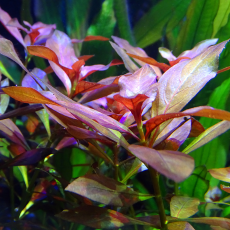 Людвигия железистая (с грузом)