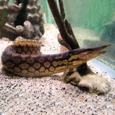 Угорь мастацембелус арматус (Mastacembelus armatus)