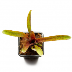 Неорегелия (Neoregelia Gemini)