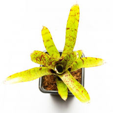 Неорегелия (Neoregelia Grase s avalanche)
