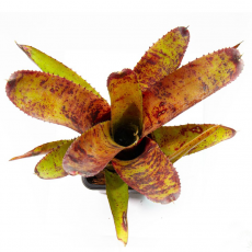 Неорегелия (Neoregelia Nova)