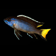 Псевдотрофеус Ацей Итунги S