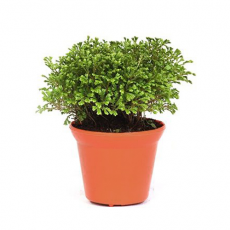 Селагинелла Краузе (Selaginella kraussiana)
