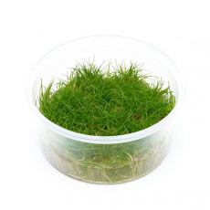 Элеохарис игольчатый мини (меристема) Тайланд