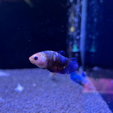 Петушок плакат мультиколор (самка) (Betta splendens)