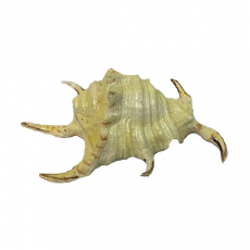 Грот Marlin Морская раковина, 11.5х7.5х4 см