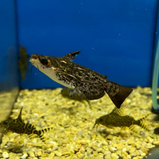 Сом Фишера (Trachelyopterus Fisheri)