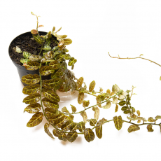 Solanum Evolvulifolium